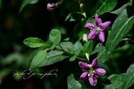 Image result for Lycium pilifolium