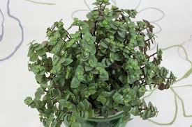 Image result for Callisia