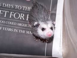 Sadly there isn't much you can do to help pink baby opossums. Newborn Baby Possum Newborn Baby