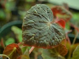 Image result for Begonia ciliobracteata