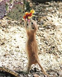 Check spelling or type a new query. A Round Tailed Ground Squirrel Northwest Tucson Com
