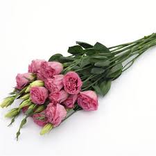 While we won't necessarily talk about roses in this article, here, we will share some unbelievable facts about 11+ different flowers that look exactly like a rose. Abc 3 Rose Lisianthus