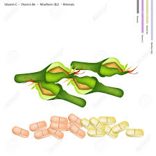 Where to buy fresh zucchini blossoms. Healthcare Concept Fresh Zucchini Blossoms With Vitamin C Vitamin B6 Riboflavin Or B2 And Minerals Tablet Essential Nutrient For Life Royalty Free Cliparts Vectors And Stock Illustration Image 42665342