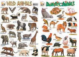 Sterling New Horizons Early Learning Wallcharts Wild