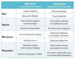 Recessed lighting installation necrosis vs apoptosis. Cell Death Bioninja