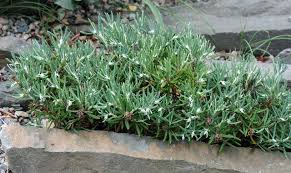 Image result for Bergia polyantha