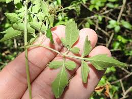 Image result for Cardiospermum corindum