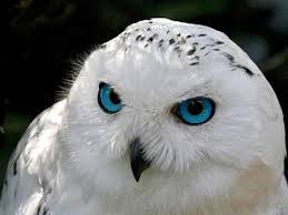 Amazing White Snow Owls Kar Baykusu Hayvan Hayvanlar Evcil Hayvanlar