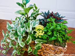 Check spelling or type a new query. Dish Gardening 101 Designing Planting Care Joy Us Garden