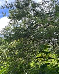 Image result for Acacia polyacantha