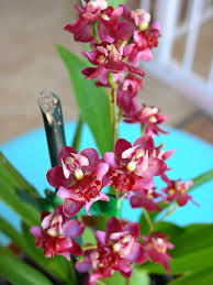 That being said there are a boat load of common houseplants that are poisonous to your cats, here's a quick li. Oncidium Twinkle Pink Profusion Oncidium Twinkle Pink Profusion Flickr Photo Sharing Orchids Orquideas Cymbidium Orquideas Flores Orquideas