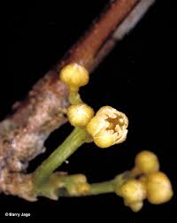 Image result for Dichapetalum