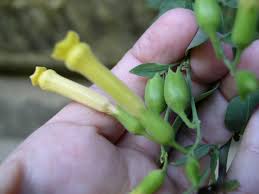 Image result for Nicotiana glauca