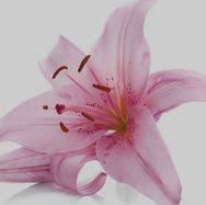 Condolence Book for Laurence McCarthy (Blackrock, Cork)