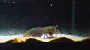 Helicoid industries took inspiration from the mantis shrimp to develop lightweight, stronger, and more impact resistant composite materials. Punching Shrimp Vs Disco Clam Youtube