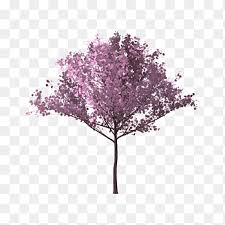 625pixels x 446pixels size : Bunga Sakura Png Images Pngegg