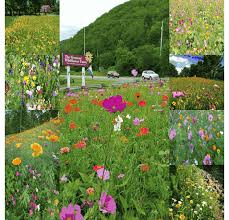 Quick Bloom Wildflower Seed Mix