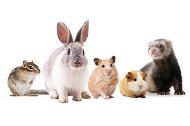 Depression is one example of what is known as a mood disorder. thi. Small Pets That Are Easy To Take Care Of United Veterinary Center