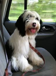 $2,000 we have 2 puppies for sale, all black and white. Tibetan Terrier Puppies For Sale Minneapolis Mn Tibetan Terrier Terrier Puppies Tibetan Terrier Puppy