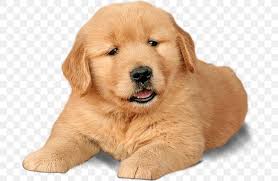 Standard, bronze, silver, gold, and platinum. Golden Retriever Puppy Labrador Retriever Chow Chow Png 692x536px Golden Retriever American Kennel Club Ancient Dog
