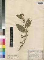 Image result for Erythrococca