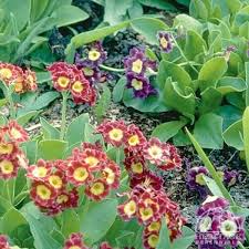 Image result for Primula x pubescens