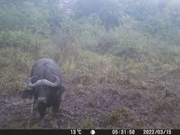 The Great Colors Of The Central Savanna Buffalo In Central African Republic  C.A.R