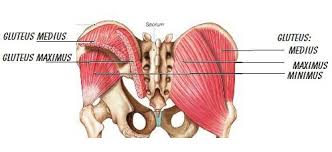 Glute muscle anatomy fitstep glute muscle anatomy shown in the second diagram are the gluteus medius and minimus which lie directly underneath the glute exercises. 6 Moves For Stronger Glutes