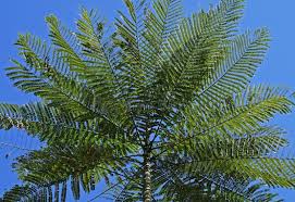 Image result for Schizolobium parahyba