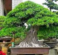Ficus microcarpa - Malayan Banyan, Taiwan Banyan, Chinese Banyan Bonsai &  Bonsai eBook - 10 Seed Pack
