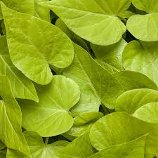 Match them with either a contrasting or complementary color for a great combination. Ipomoea Sweet Caroline Sweetheart Lime Buy Sweet Potato Vine Annuals Online