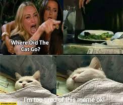 Where Did The Cat Go I M Too Tired For This Meme Starecat Com