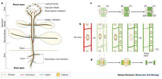 Vessel elements are shorter, and are connected together into long tubes that are called vessels.6. Rna As A Long Distance Information Macromolecule In Plants Nature Reviews Molecular Cell Biology