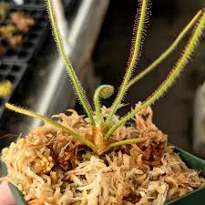 Image result for Drosera pilosa