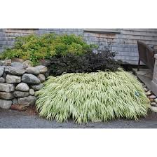 Image result for Alloeochaete oreogena