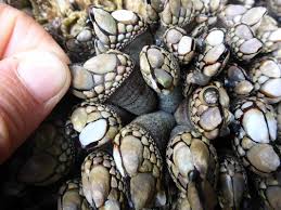 A barnacle is a type of arthropod constituting the infraclass cirripedia in the subphylum crustacea, and is hence related to crabs and lobsters. Image Result For Barnacle