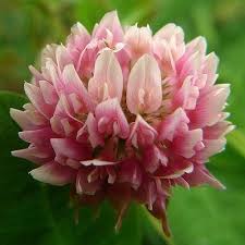 Flower Names The Best New Blooms Nameberry Baby Name Blog Flowers Beautiful Flowers Flower Names