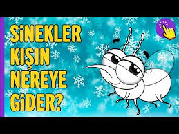 Sinekler Kisin Nereye Giderler Ilginc Bilgiler Aklinda Olsun Youtube