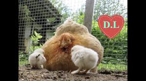 Huhnerrassen Fur Anfanger Das Cochin Huhn Huhner Rassen Huhnerrassen Huhner