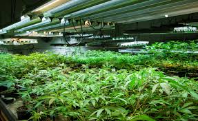 View today's stock price, news and analysis for sundial growers inc. Sundial Growers Facing Lawsuit Over Moldy Rubbery Cannabis Shipments Warrior Trading News