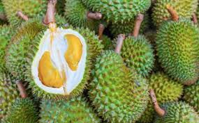 The hunt for musang king : Permintaan Meningkat Setiap Tahun Ini Cara Tanam Musang King Untuk Pelaburan Bila Pencen