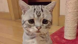世界一 悲しそうな顔 をした猫ちゃんが話題 animalive 子猫 猫 キュートな猫