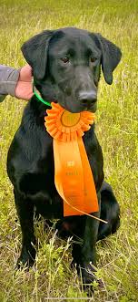 We breed only excellent champion english labrador retriever bloodlines. Wolfe Den Labrador Retrievers Home Facebook