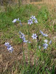 Image result for Sisyrinchium micranthum