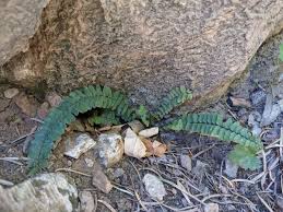 Image result for Asplenium cancellatum