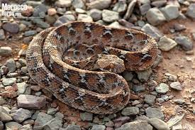 Echis Leucogaster White Bellied Carpet Viper Roman 8217 S Saw Scaled Viper Pit Viper Snake Reptiles