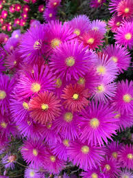 Image result for Lampranthus spp.