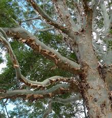 Image result for Eucalyptus torelliana