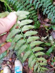 Image result for Cyathea capensis
