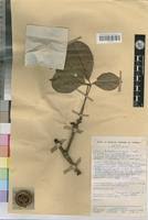 Image result for Oldfieldia